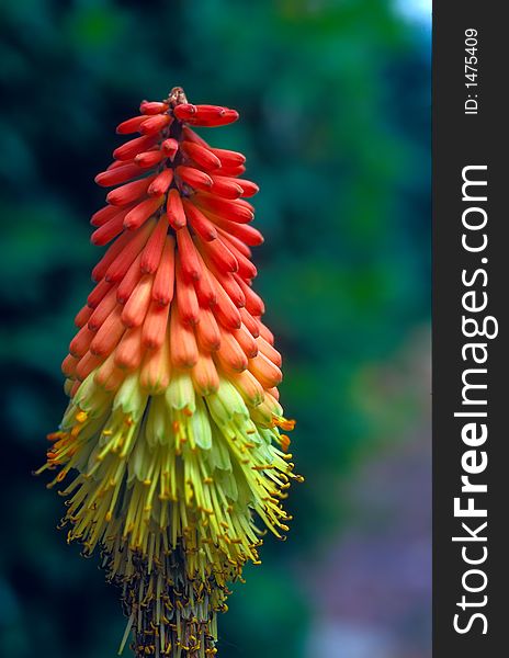 A red-yellow vertical flower. A red-yellow vertical flower
