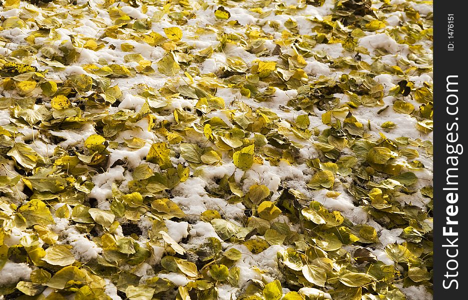 Yellow leaves under a snow