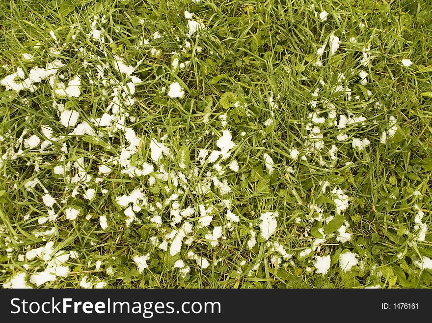 Grass under a snow