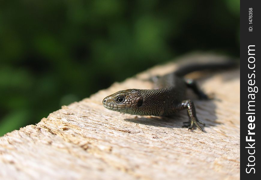 The small lizard creeps on a wooden board.