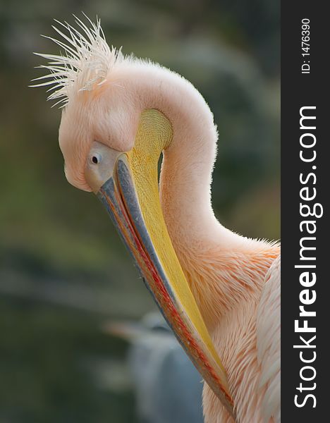 Portrait of a beautiful pelican. Portrait of a beautiful pelican
