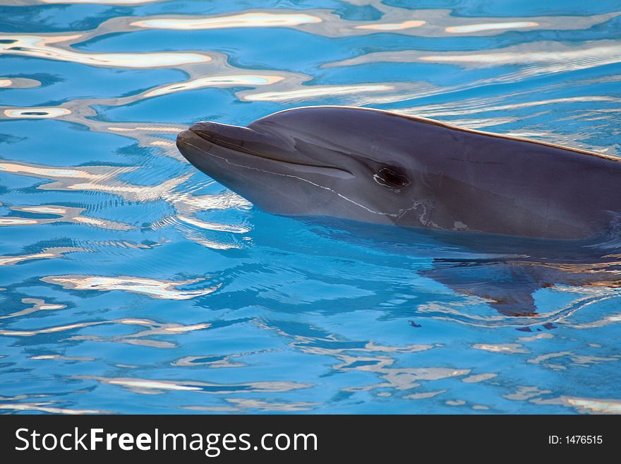 Dolphin smiling