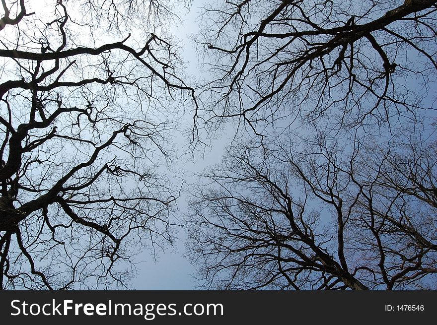 Oak Trees In Winter