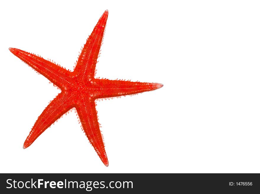 Warm color starfish isolated on a white background. Warm color starfish isolated on a white background