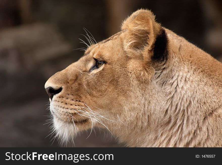 Beautiful portrait of a female lion