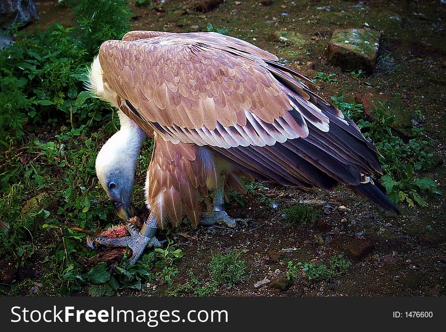 Vulture in Belgrade Zoo this autmn.