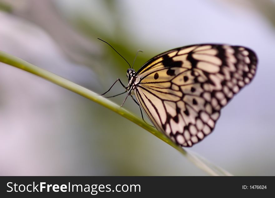 Close-up of a beautiful butterfly