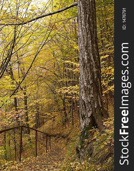 Autumn walk path in the wild forest. Autumn walk path in the wild forest