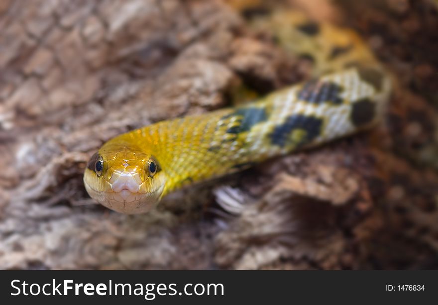 Close-up of a snake ready to strike