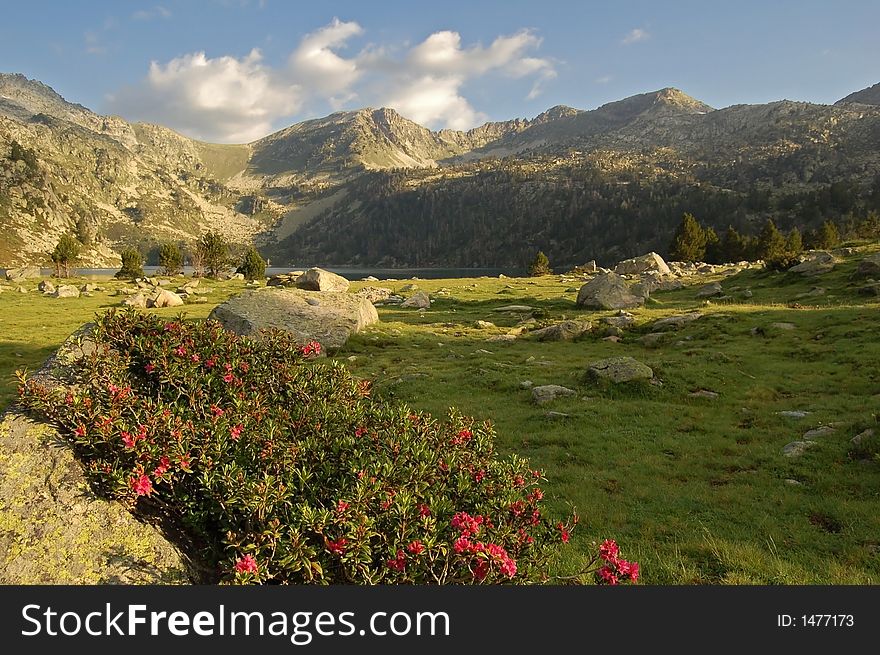 Mountain landscape after sunrise, with flowers, rocks, grass, and a lake in the background. Mountain landscape after sunrise, with flowers, rocks, grass, and a lake in the background.