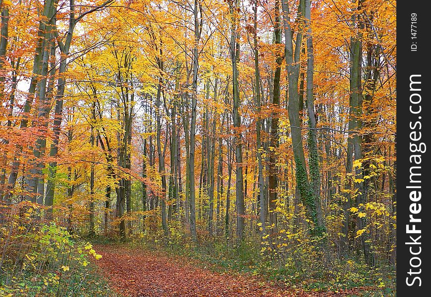 Pathway in forest covered with russet leaves. Pathway in forest covered with russet leaves.
