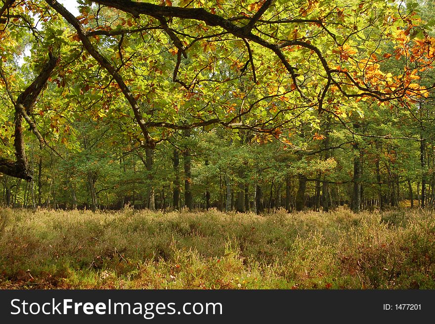 Oak trees,  moor and pine wood. Oak trees,  moor and pine wood.