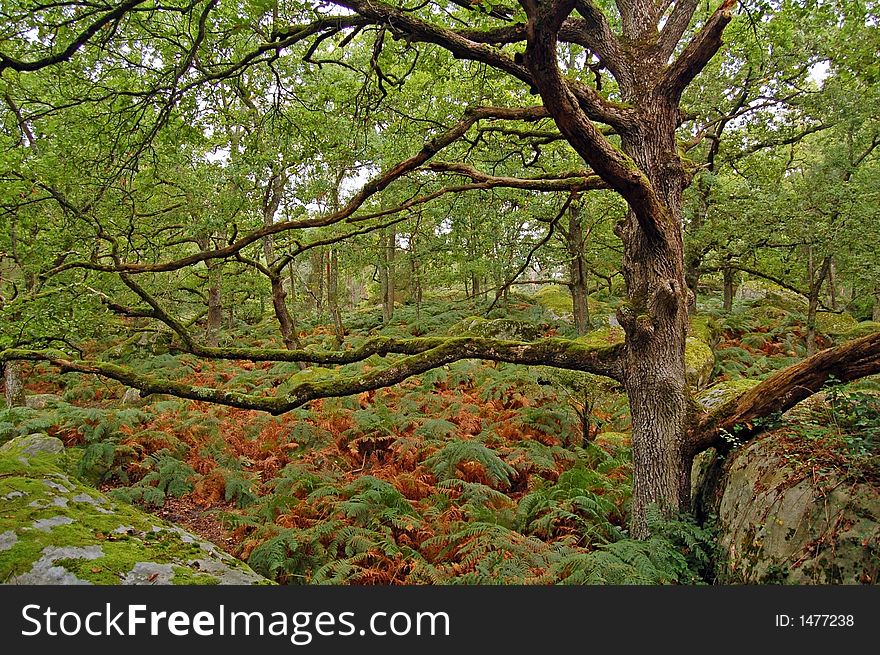 Oak tree above fern and moss covering rocks in the forest.