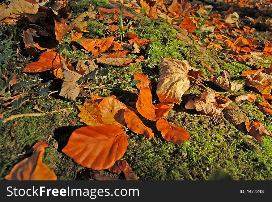 Russet leaves covering moss on the ground, enlighten by a sun-ray. Russet leaves covering moss on the ground, enlighten by a sun-ray.