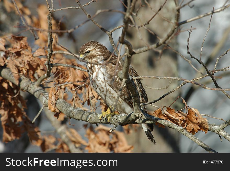 A hawk in camouflage. Looking for prey