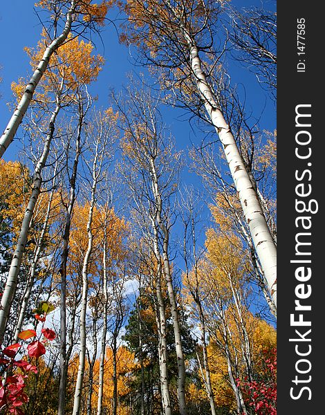 Aspens in full autumn color. Aspens in full autumn color