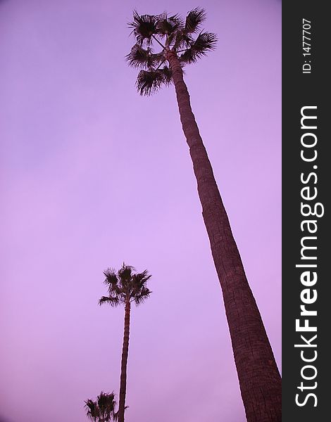 3 silhouettes palms on the beach