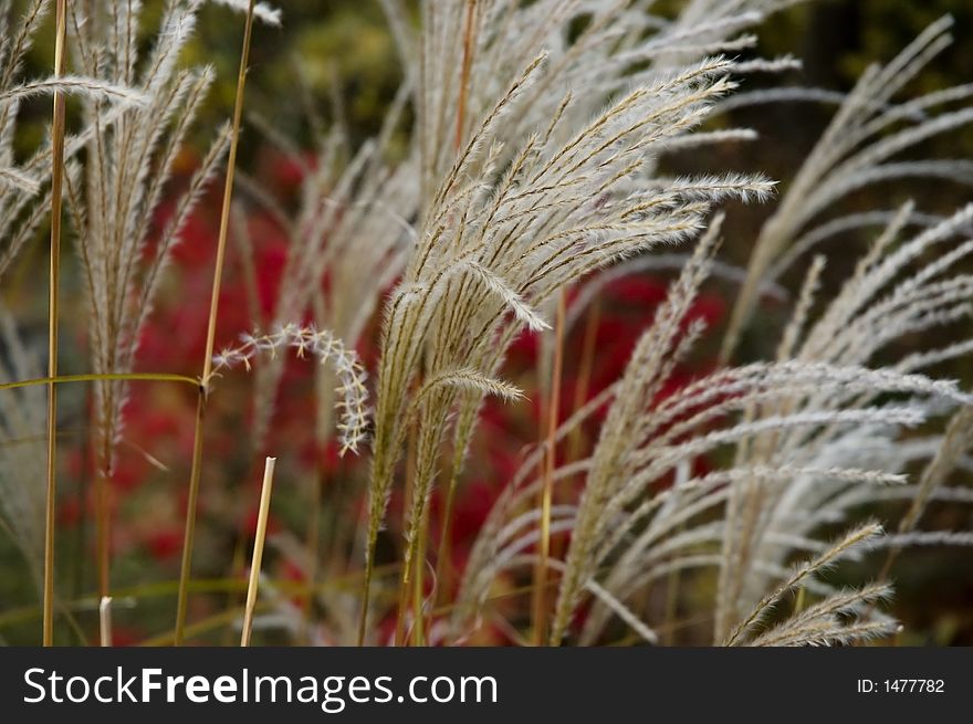 Autumn grass with fall colours in the background