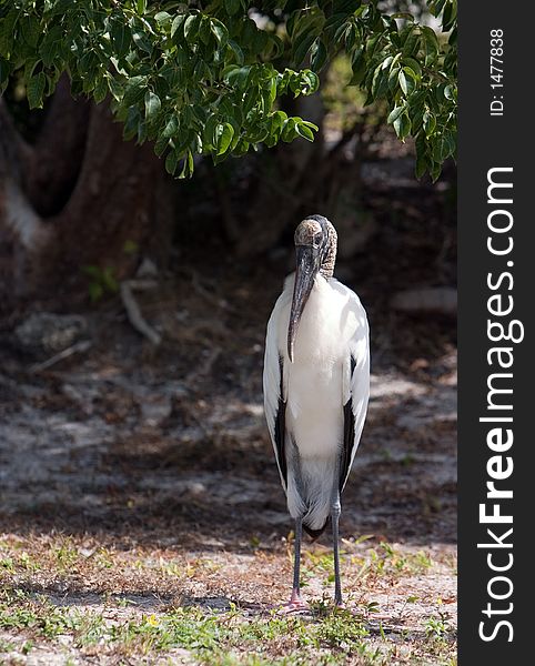 Wood stork standing on ground face on