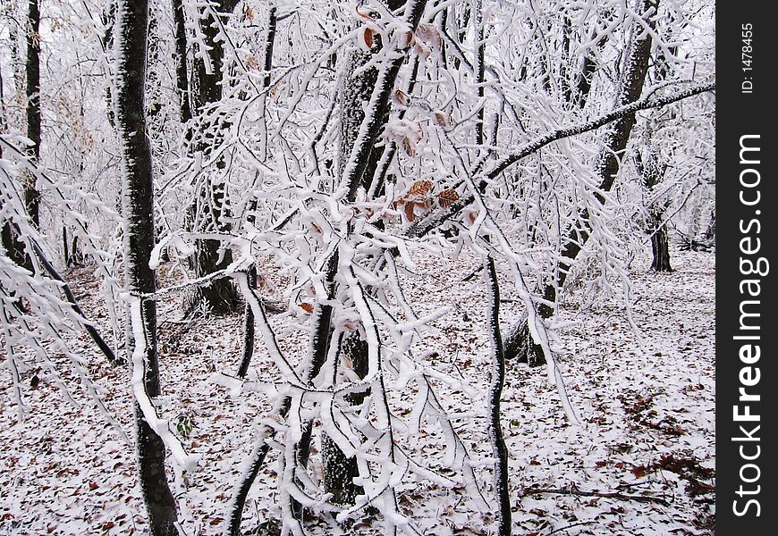 White frost on the trees. White frost on the trees