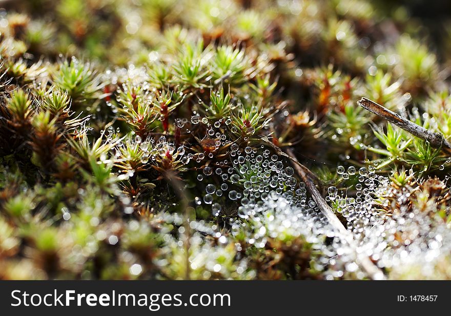 Beautiful drops on the grass. Beautiful drops on the grass