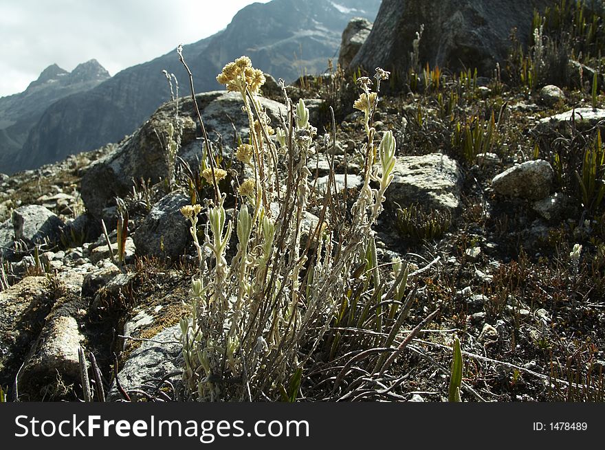 Mountain flower in the mountain