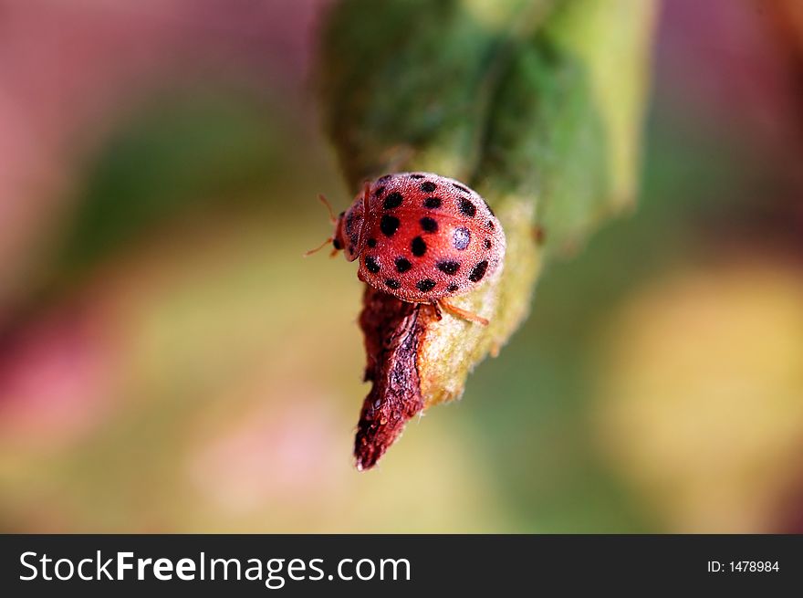 A small ladybug on top of leaf