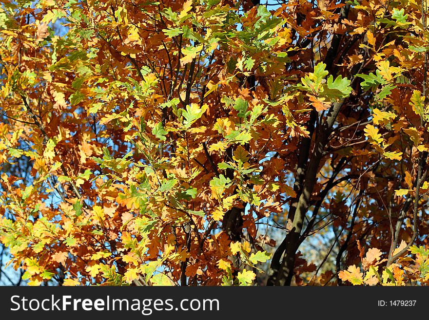 Beautiful autumn oak foliage full of natural colours. Beautiful autumn oak foliage full of natural colours