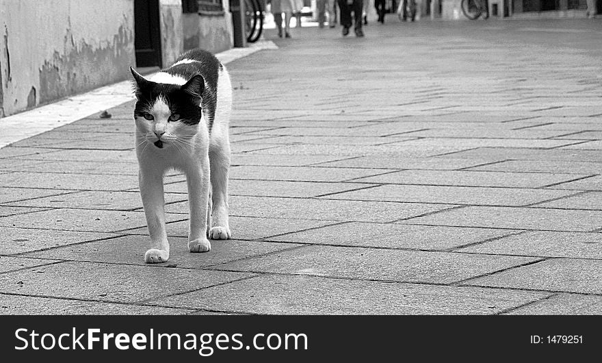 Cat walking on the street