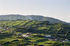 Hedge Landscape Of Faial, Azores Royalty Free Stock Images Hedge Landscape Of Faial, Azores Royalty Free Stock Images