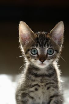 Adorable Curious Tabby Kitten Royalty Free Stock Photos Adorable Curious Tabby Kitten Royalty Free Stock Photos