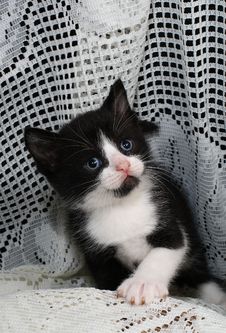 Black & White Tuxedo Kitten Royalty Free Stock Photo