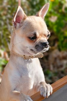 Chihuahua In Summer Garden Royalty Free Stock Photo