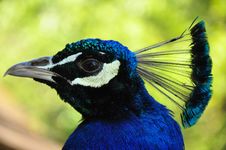 Blue Peacock Head Royalty Free Stock Photography