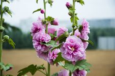Hollyhock Royalty Free Stock Images Hollyhock Royalty Free Stock Images
