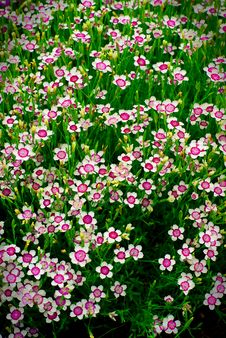 Many Small Flowers In A Green Field Royalty Free Stock Photography Many Small Flowers In A Green Field Royalty Free Stock Photography