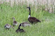Family Of Geese Stock Photos Family Of Geese Stock Photos