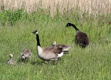 Canadian Goose Family Royalty Free Stock Images