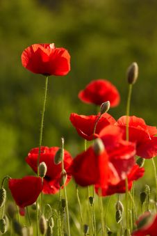 Flowers Royalty Free Stock Photo Flowers Royalty Free Stock Photo