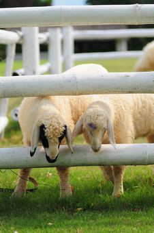Two Sheeps Stock Images Two Sheeps Stock Images
