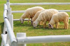 4 Sheeps Royalty Free Stock Photo 4 Sheeps Royalty Free Stock Photo