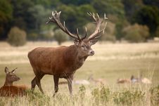 Herd Of Royal Deer In Oestrum Time Stock Photography Herd Of Royal Deer In Oestrum Time Stock Photography