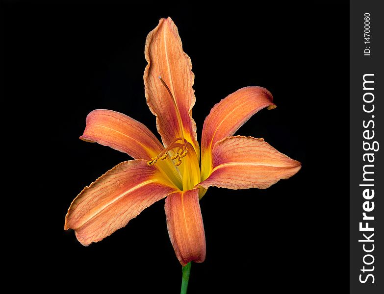 Beautiful Orange Lily Isolated on a Black Background.