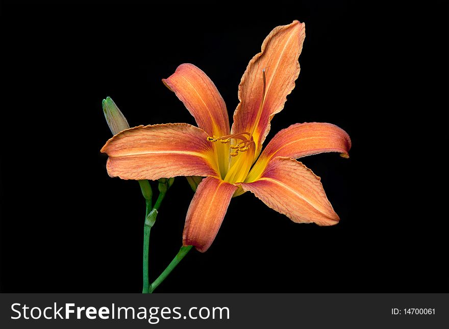 Beautiful Orange Lily Isolated on a Black Background.