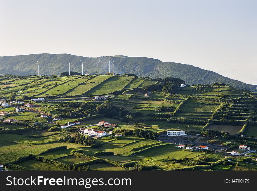 Hedge landscape of Faial, Azores