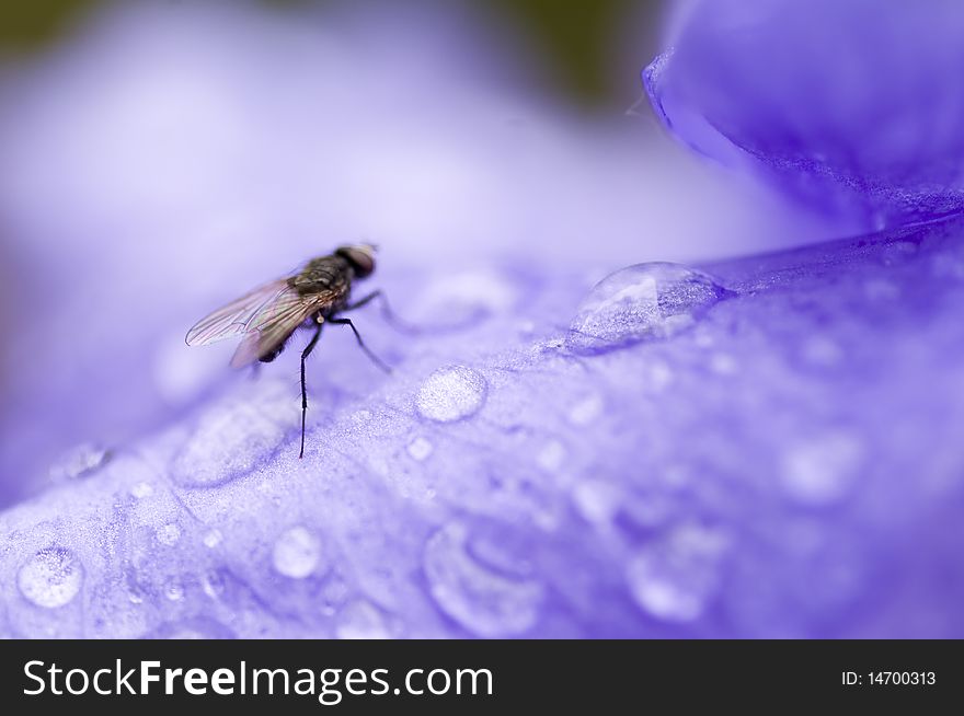 Closeup on a small fly sitting on a purple flower in the morning. Closeup on a small fly sitting on a purple flower in the morning