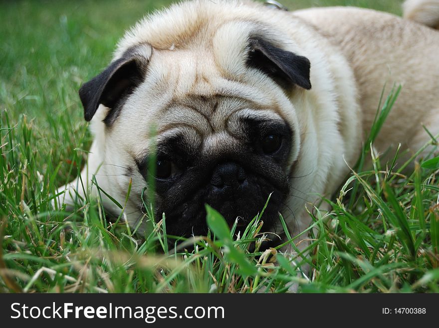 Dog breed pug lying on the grass