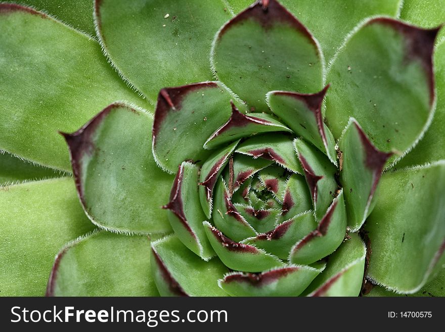 Red tipped Cactus Plant