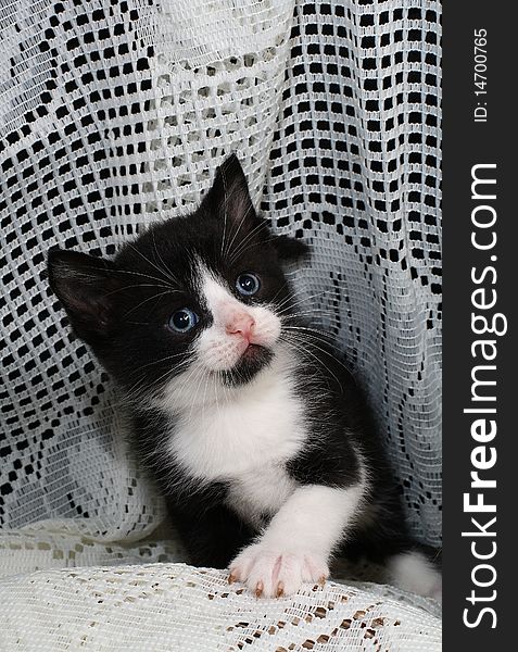 blue eyed, black and white tuxedo kitten sitting on a lace background with one paw raised up. blue eyed, black and white tuxedo kitten sitting on a lace background with one paw raised up