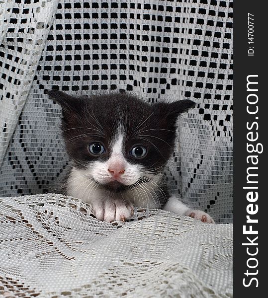 Black and white tuxedo, blue eyed kitten with ears laid back sitting on a white lace background with both paws up. Black and white tuxedo, blue eyed kitten with ears laid back sitting on a white lace background with both paws up